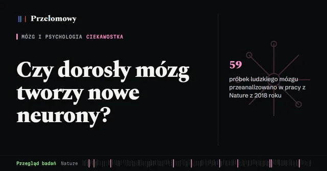 Czy dorosły mózg tworzy nowe neurony? Spór trwa, a dowody wciąż są pośrednie
