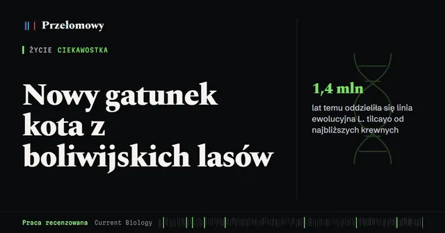 Pierwszy od ponad 100 lat nowy gatunek kota. Leopardus tilcayo z Boliwii waży ok. 1,4 kg