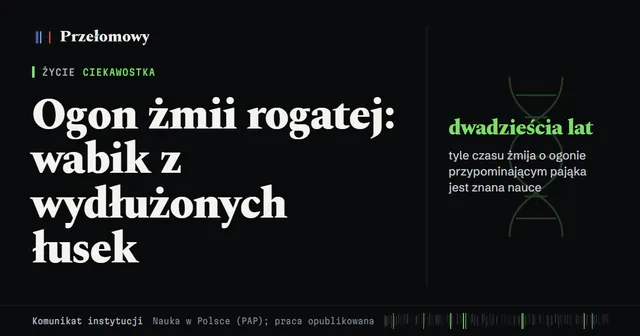 Ogon żmii rogatej z Iranu: wabik z wydłużonych łusek, nie z nietypowych kręgów